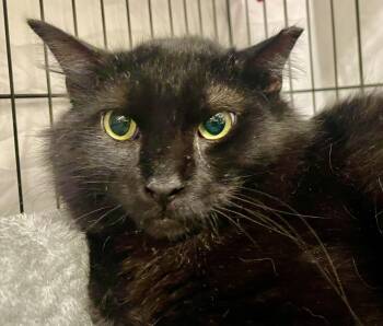 Mr. Mags -  Domestic Long Hair and Maine Coon Cat for Adoption in Vacaville, California - Mr. Mags | PetCurious