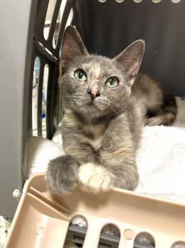 Rescue Domestic Short Hair Cats for Adoption in Orange, California - Zoey | PetCurious