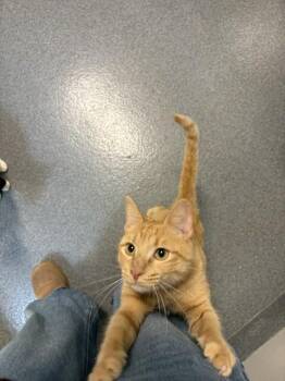 Winnie -  Domestic Short Hair Cat for Adoption in Fort Collins, Colorado - Winnie | PetCurious