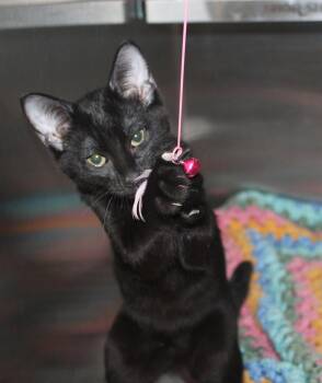 Domestic Short Hair Cats Available for Adoption in Prattville, Alabama - Lucy - 43452 | PetCurious