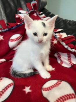 One Dot -  Domestic Short Hair Cat for Adoption in Oradell, New Jersey - One Dot | PetCurious