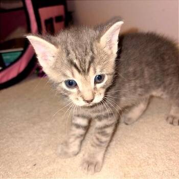 PB -  Domestic Short Hair Cat for Adoption in Cumming, Georgia - PB | PetCurious