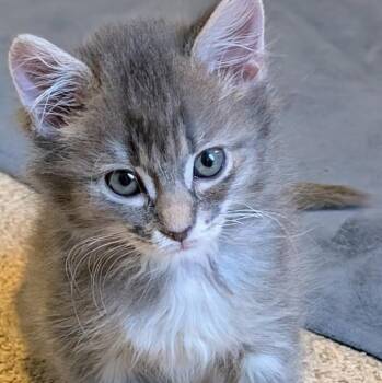 Sadie Ehlers -  Domestic Long Hair and Tabby Cat for Adoption in Morrison, Colorado - Sadie Ehlers | PetCurious