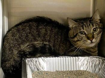 Domestic Short Hair Cats Available for Adoption in Tustin, California - BUFFALO BILL | PetCurious