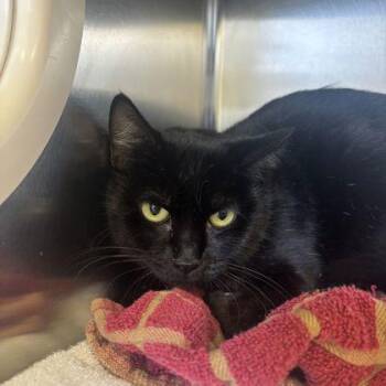 Domestic Short Hair Cats Available for Adoption - Grass | PetCurious