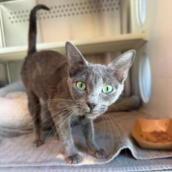 Mystery -  Domestic Short Hair Cat for Adoption in Norman, Oklahoma - Mystery | PetCurious