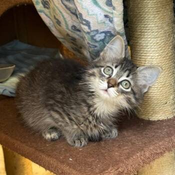 Cheshire -  Domestic Short Hair Cat for Adoption in Flagstaff, Arizona - Cheshire | PetCurious