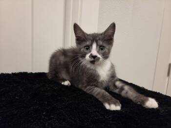 Ace -  Domestic Short Hair Cat for Adoption in Beaverton, Oregon - Ace | PetCurious
