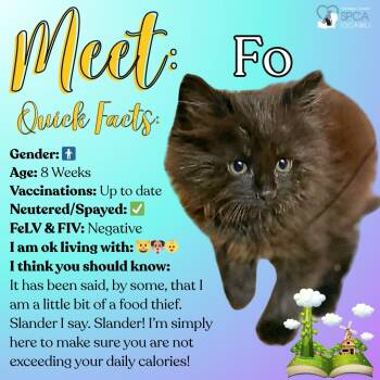 Domestic Medium Hair Cats Available for Adoption in Fulton, New York - Fo | PetCurious
