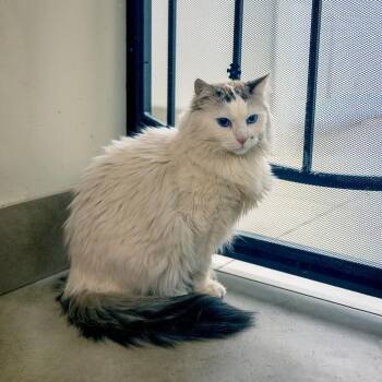 Domestic Medium Hair Cats Available for Adoption in Las Vegas, Nevada - Snow | PetCurious