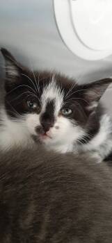 Domestic Short Hair Cats Available for Adoption in Georgetown, Ohio - Lucy | PetCurious