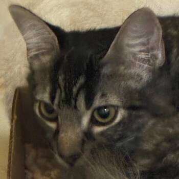 Tabby -  American Shorthair and Siamese Cat for Adoption in Yuma, Arizona - Tabby | PetCurious