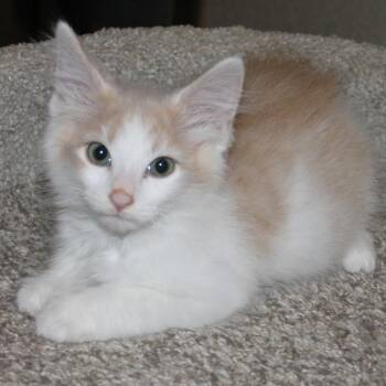 Han Solo -  Domestic Medium Hair Cat for Adoption in Keizer, Oregon - Han Solo | PetCurious