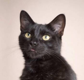Bombay and Domestic Short Hair Cats Available for Adoption - Heidy Noir - Available For Adoption Nationwide | PetCurious