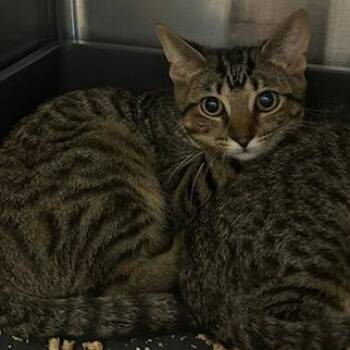 Ruby -  Domestic Short Hair Cat for Adoption in Knoxville, Tennessee - Ruby | PetCurious