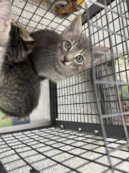 A186468 -  Domestic Short Hair Cat for Adoption in Pasadena, Texas - A186468 | PetCurious