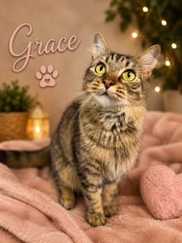 Grace -  Domestic Short Hair Cat for Adoption in Dalton, Georgia - Grace | PetCurious