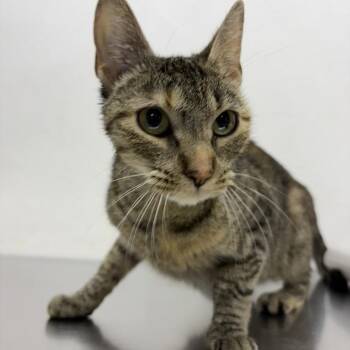 Jolene -  Domestic Short Hair Cat for Adoption in New York, New York - Jolene | PetCurious