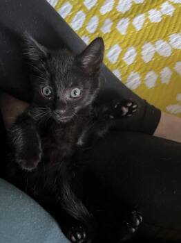 SABRINA-ready in July -  Domestic Short Hair Cat Available for Adoption in Glen Raven, North Carolina - SABRINA-ready In July | PetCurious
