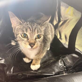 Tweed -  Domestic Short Hair Cat for Adoption in Newark, New Jersey - Tweed | PetCurious