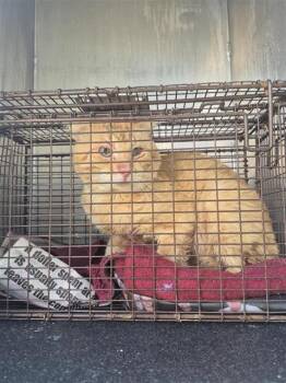BOOTS -  Domestic Short Hair Cat for Adoption in San Antonio, Texas - BOOTS | PetCurious