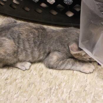SWIPE -  Extra Toes Cat Hemingway Polydactyl and Domestic Short Hair Cat for Adoption in Kyle, Texas - SWIPE | PetCurious