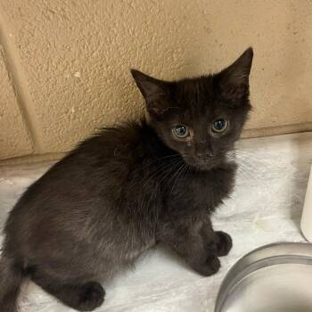 Steve -  Domestic Short Hair Cat for Adoption in Lewisburg, West Virginia - Steve | PetCurious