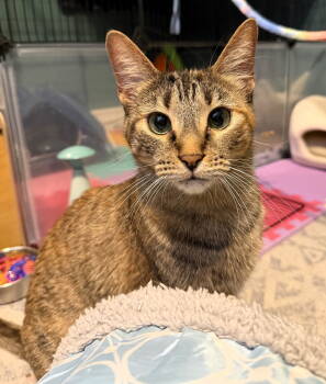 Rescue Torbie and Tortoiseshell Cats for Adoption in Pompano Beach, Florida - Layla | PetCurious