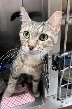 Little Debbie -  Domestic Short Hair Cat for Adoption in Cincinnati, Ohio - Little Debbie | PetCurious