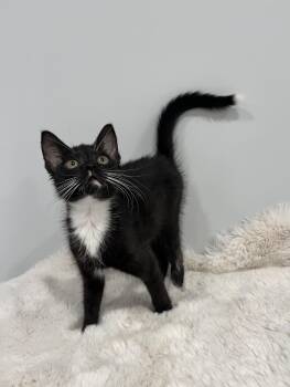 Rescue Domestic Short Hair Cats for Adoption in Chicago, Illinois - Sophie | PetCurious