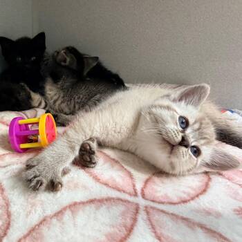 Domestic Short Hair Cats Available for Adoption in Newark, New Jersey - Hubble | PetCurious