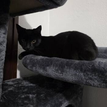 Jaylilly -  Domestic Short Hair Cat for Adoption in Rochester, Minnesota - Jaylilly | PetCurious