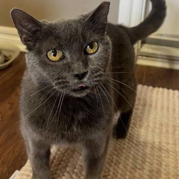 Domestic Short Hair Cats Available for Adoption - Sweetie Pie | PetCurious