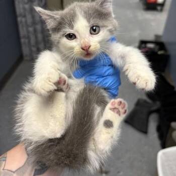 Mrs. Norbury -  Domestic Short Hair Cat for Adoption in Saint Joseph, Missouri - Mrs. Norbury | PetCurious