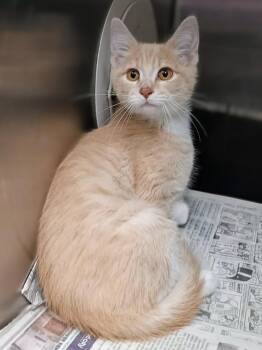 Austin -  Domestic Short Hair Cat for Adoption in Springfield, Illinois - Austin | PetCurious