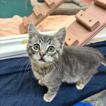 Rescue Domestic Short Hair Cats for Adoption in Fresno, California - Chompers | PetCurious