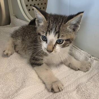Goob -  Domestic Short Hair Cat for Adoption in Norman, Oklahoma - Goob | PetCurious