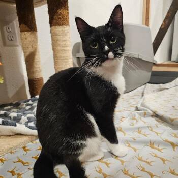 Buttercup -  Domestic Short Hair Cat for Adoption in Bismarck, North Dakota - Buttercup | PetCurious