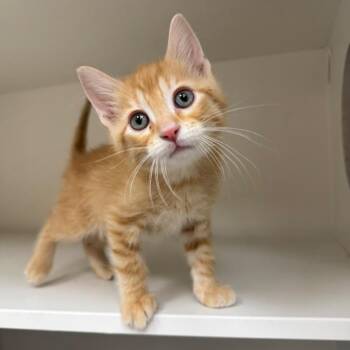 Domestic Short Hair Cats Available for Adoption in Champaign, Illinois - Ra | PetCurious