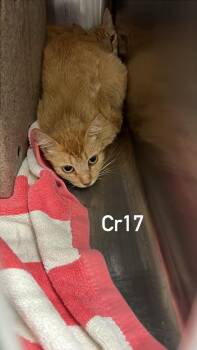 Roxy -  Domestic Short Hair Cat for Adoption in Burgaw, North Carolina - Roxy | PetCurious