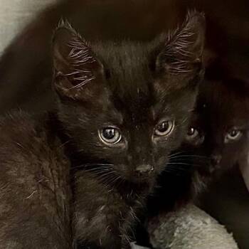Domestic Short Hair Cats Available for Adoption in Walnut Creek, California - Fedora | PetCurious