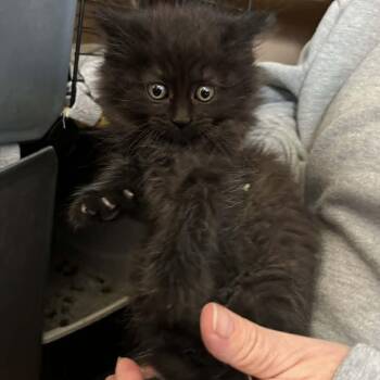 Domestic Long Hair Cats Available for Adoption in Minneapolis, Minnesota - Emerson | PetCurious