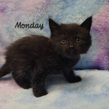 Domestic Short Hair Cats Available for Adoption in Parkersburg, West Virginia - Monday | PetCurious