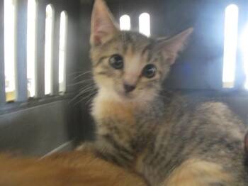 A387826 -  Domestic Short Hair Cat for Adoption in Ocala, Florida - A387826 | PetCurious