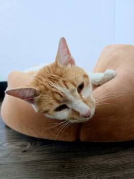 Chowder -  Domestic Short Hair Cat for Adoption in Prineville, Oregon - Chowder | PetCurious