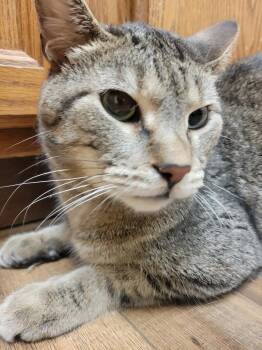 Russ -  Domestic Short Hair Cat for Adoption in Lorain, Ohio - Russ | PetCurious