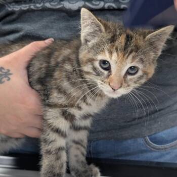Domestic Medium Hair Cats Available for Adoption in Canton, Illinois - Clover | PetCurious