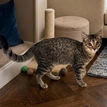 Johnathon -  Domestic Short Hair Cat for Adoption in Pittsfield, Illinois - Johnathon | PetCurious