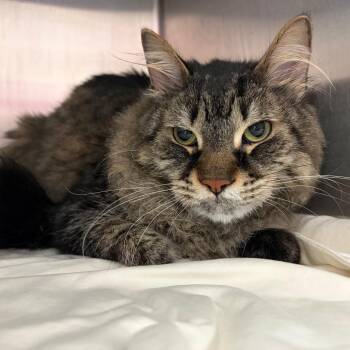 Phineas -  Domestic Medium Hair Cat for Adoption in Philadelphia, Pennsylvania - Phineas | PetCurious