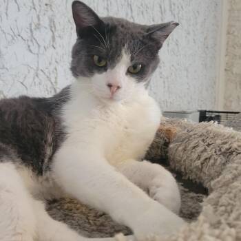 Henderson -  Domestic Short Hair Cat for Adoption in Portage, Michigan - Henderson | PetCurious